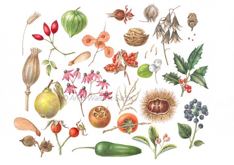 Herfstcursus botanisch tekenen