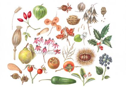 Herfstcursus botanisch tekenen