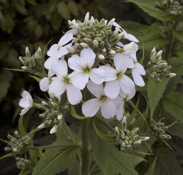 Hesperis matronalis