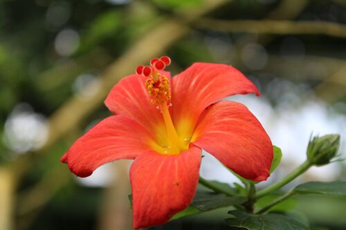 Hibiscus boryanus