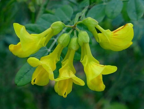 Hippocrepis emerus