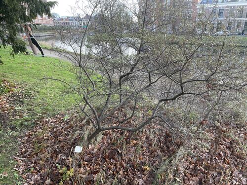 Hippophae rhamnoides