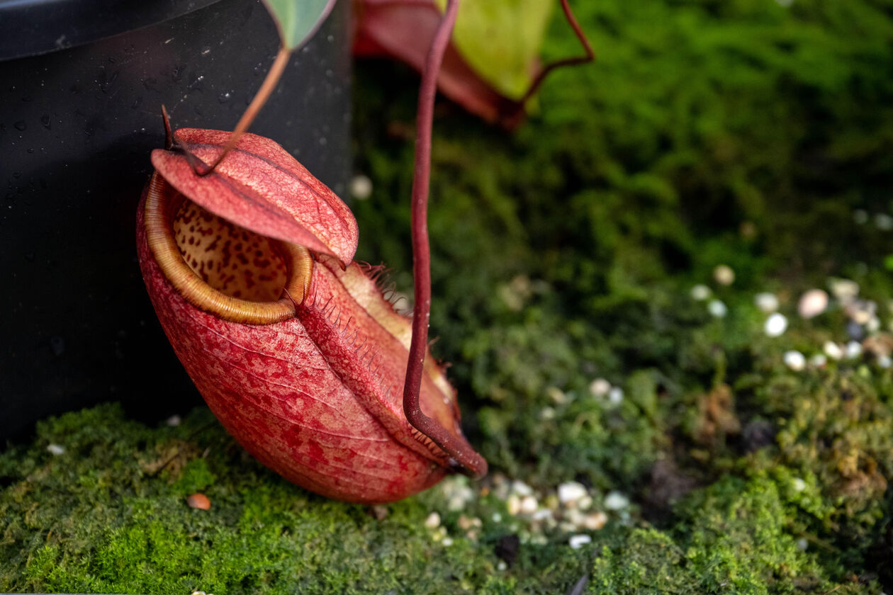 Hortus Leiden 31-10-2022-14