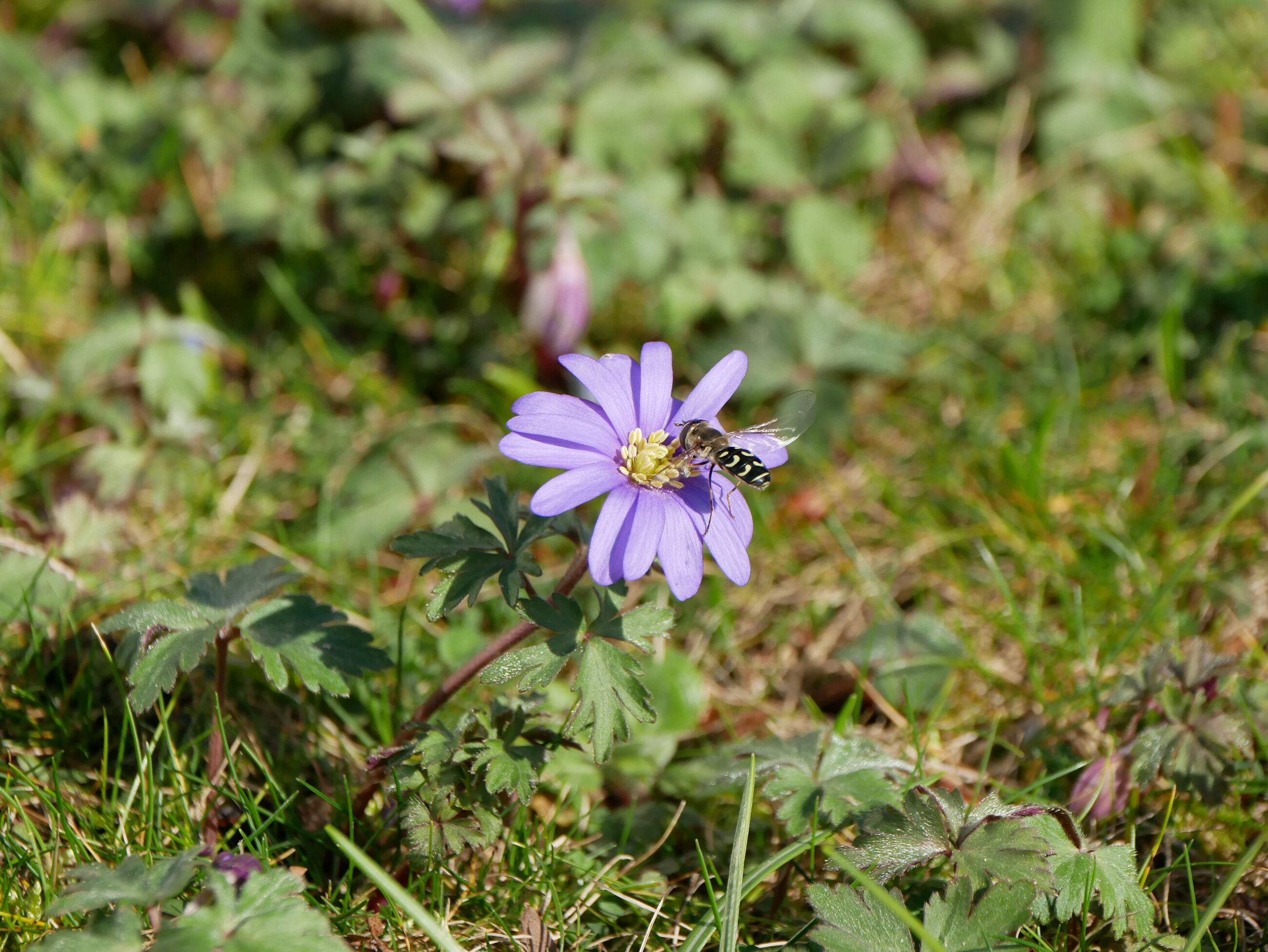 Hortus Leiden roept beleidsmakers op: monitor natuurherstel op andere, betere manier