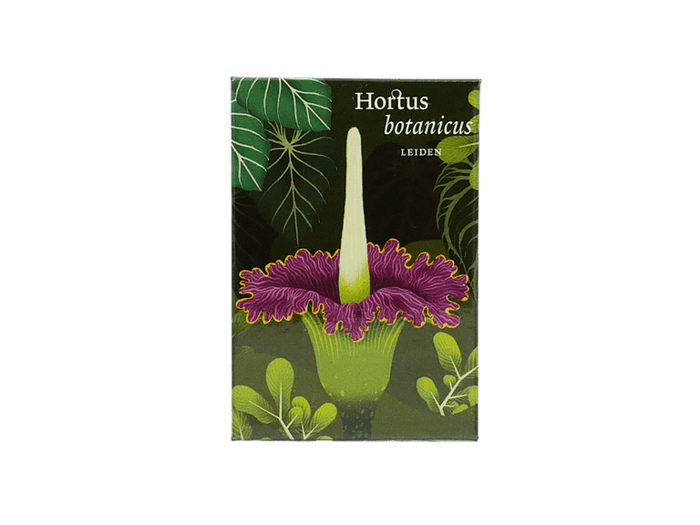 Hortus magneet Hibiscus