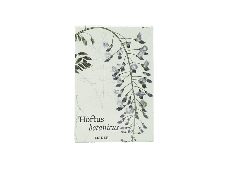 Hortus magneet Hibiscus