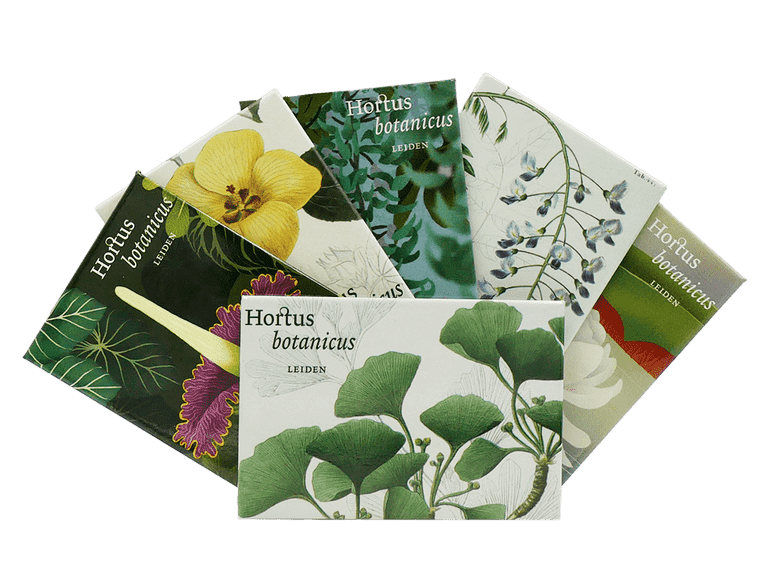 Hortus magneet Hibiscus