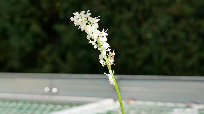 Hortuscollectie in onderzoek: orchideeën sterven uit door salephandel