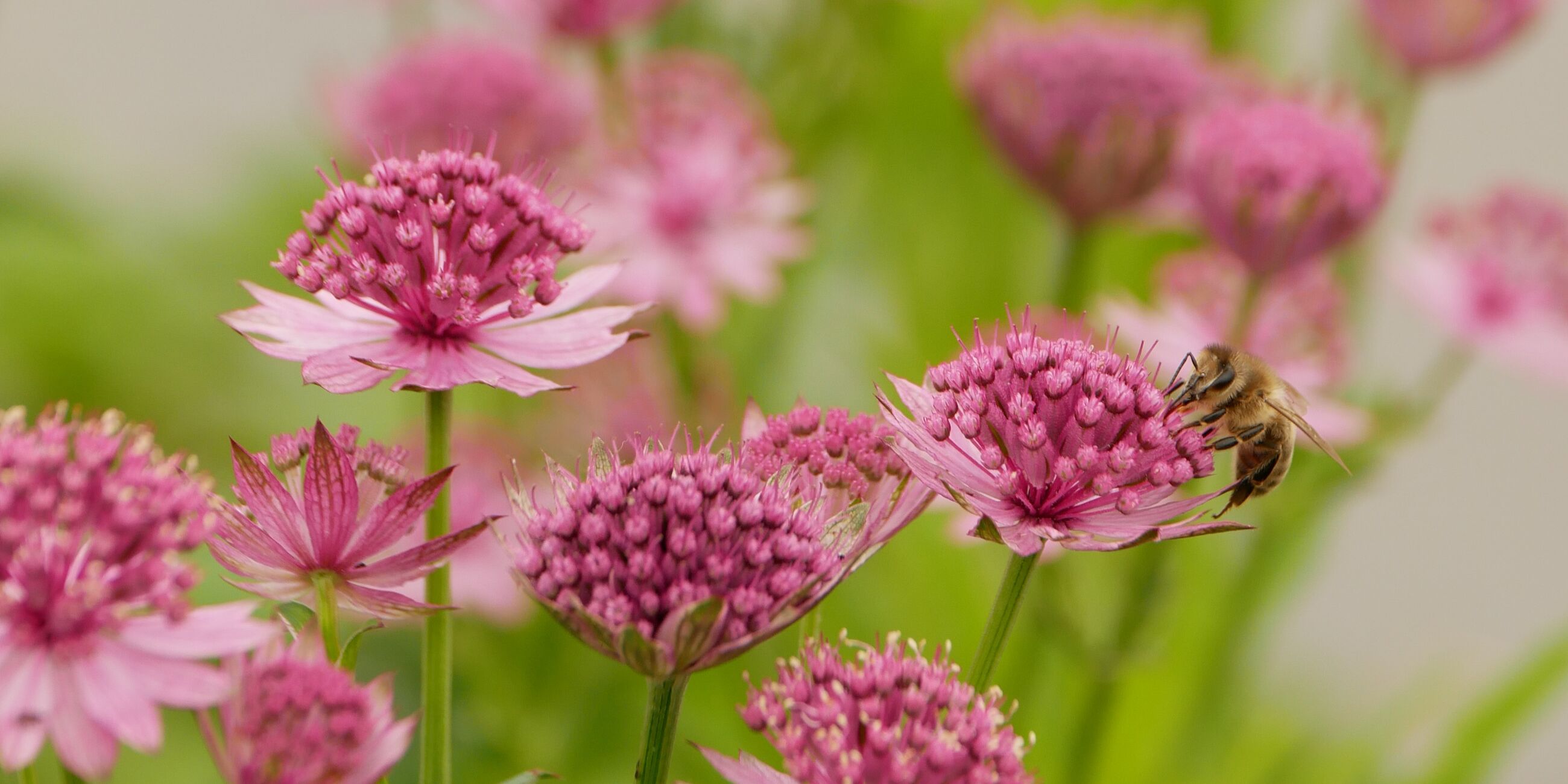 Hortusimkers ontvangen oorkonde voor 40 jaar lidmaatschap Imkers Leiden en omstreken