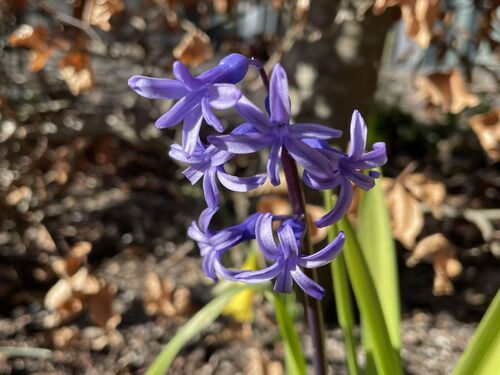 Hyacinthus orientalis