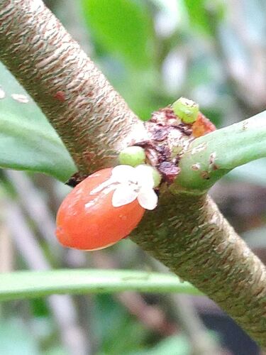 Hydnophytum formicarum