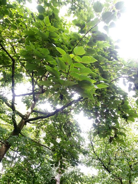 Idesia polycarpa