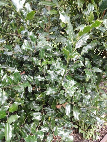 Ilex aquifolium