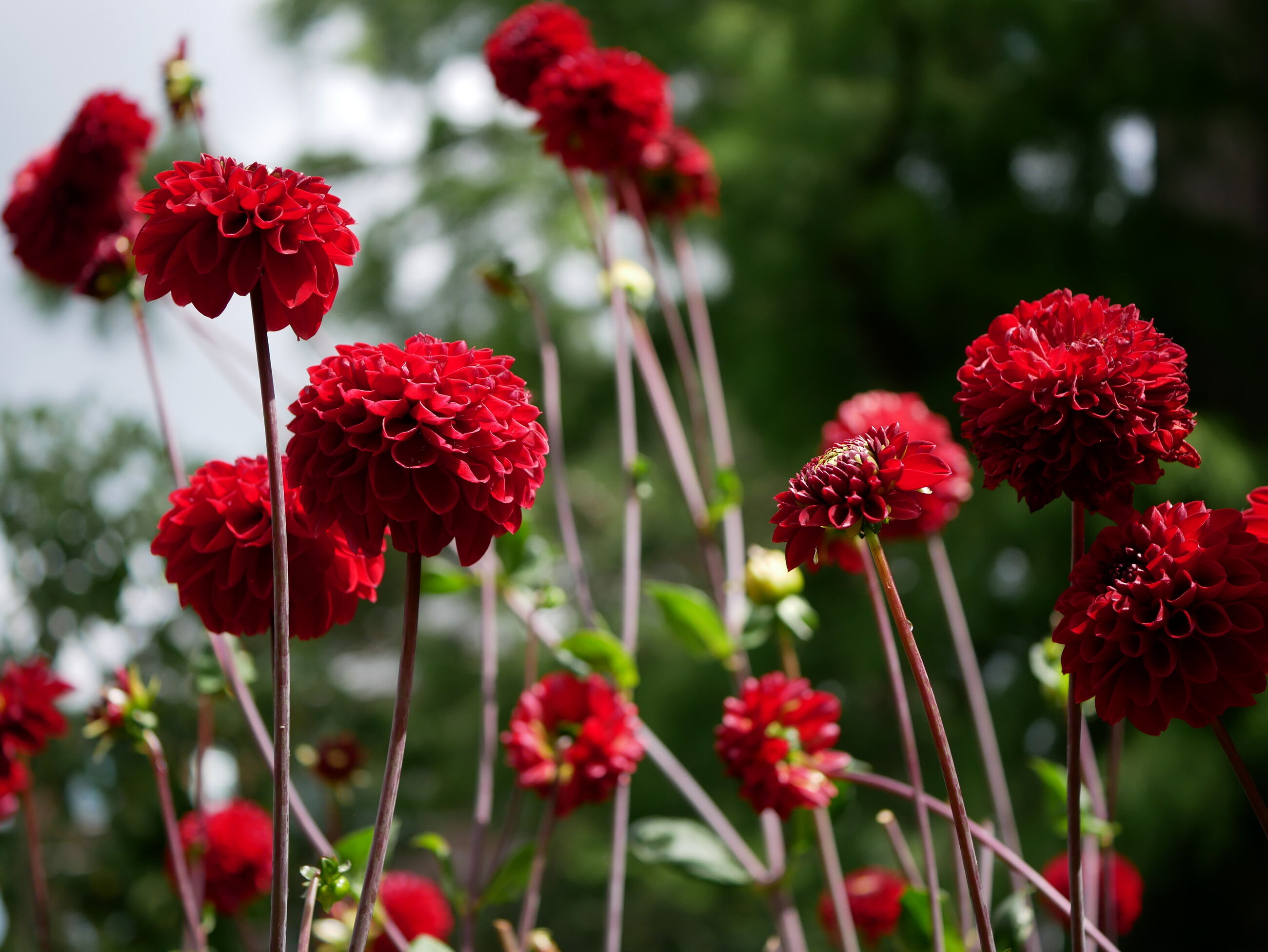 Inloopwandeling donderdag