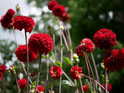 Inloopwandeling donderdag