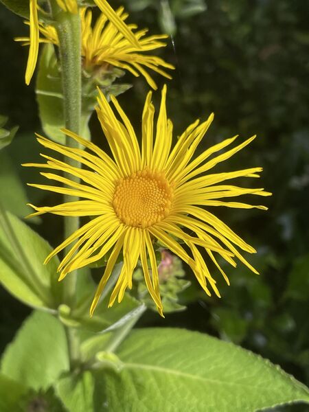 Inula helenium