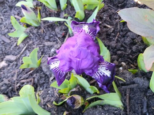 Iris pumila