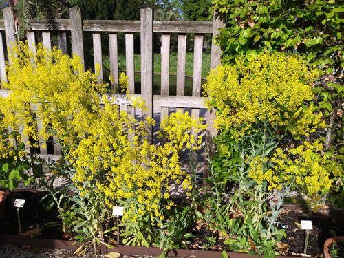 Isatis tinctoria