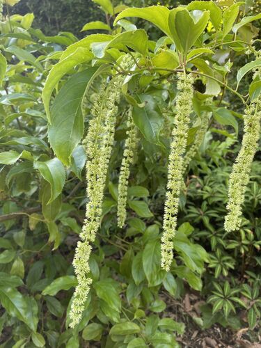 Itea yunnanensis