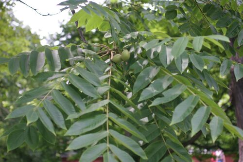 Juglans ailantifolia var. cordiformis