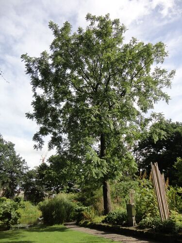 Juglans nigra