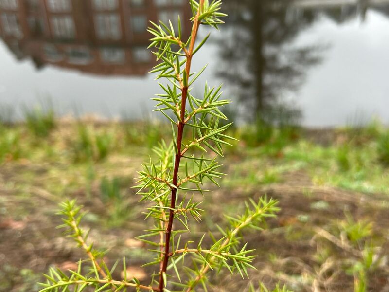 Juniperus communis