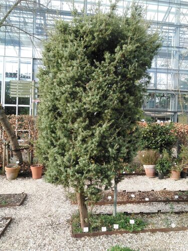 Juniperus oxycedrus