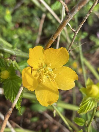 Kerria japonica