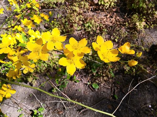 Kerria japonica
