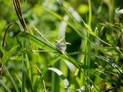 Kick-off Expeditie Stadsnatuur