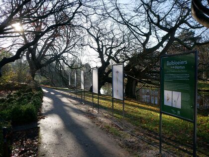 Kleine fotopresentatie: Bolbloeiers uit de Hortus