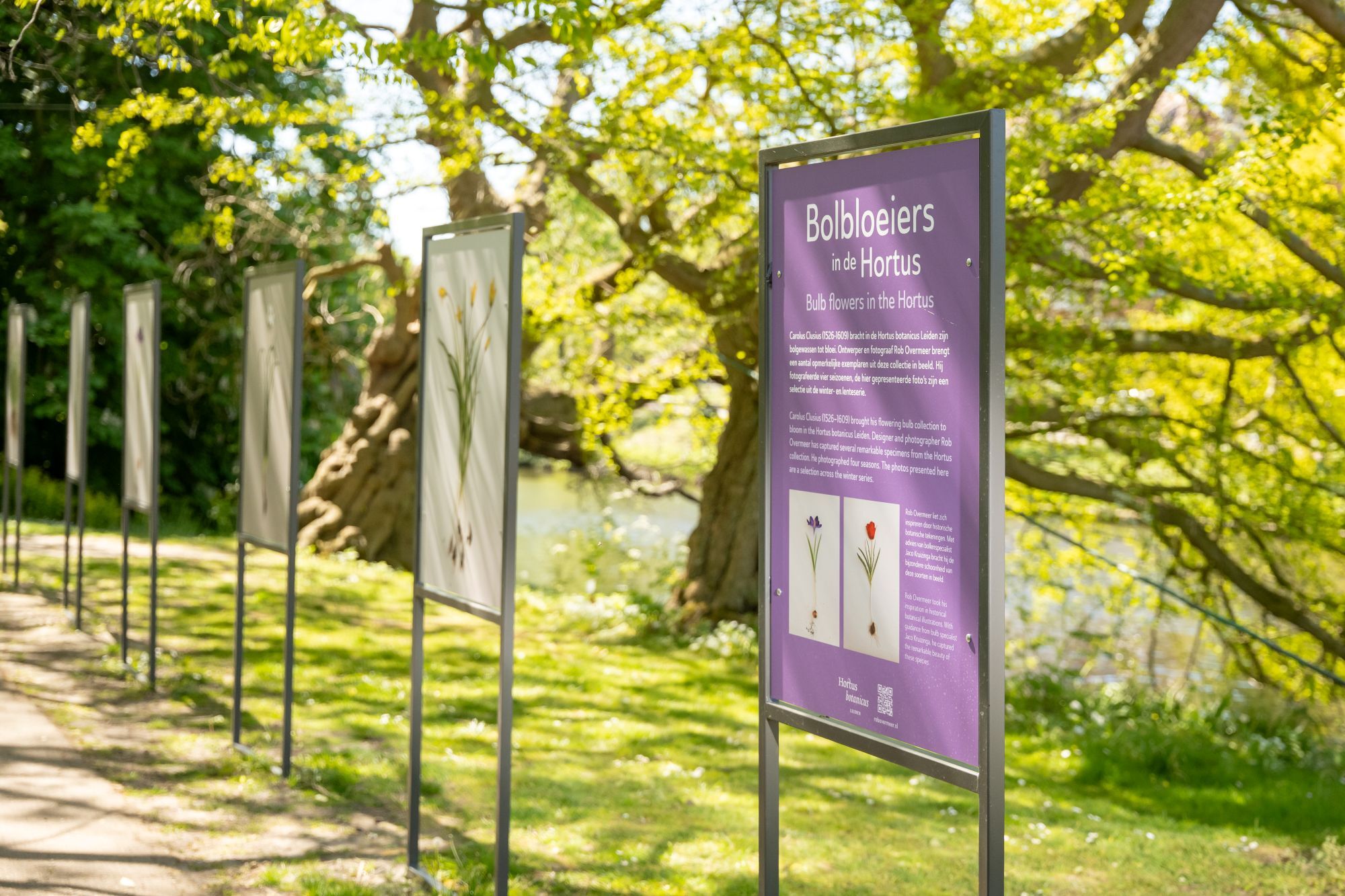 Kleine fotopresentatie: Bolbloeiers uit de Hortus