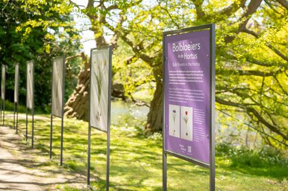 Kleine fotopresentatie: Bolbloeiers uit de Hortus