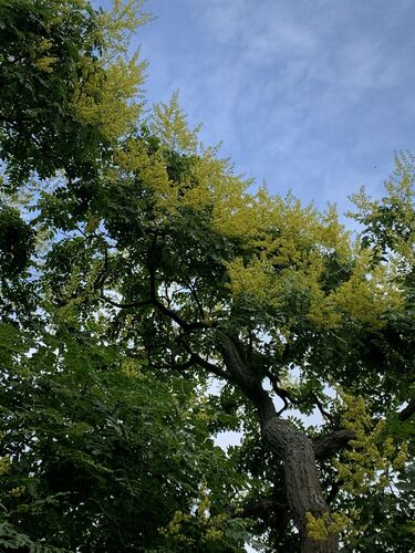 Koelreuteria paniculata