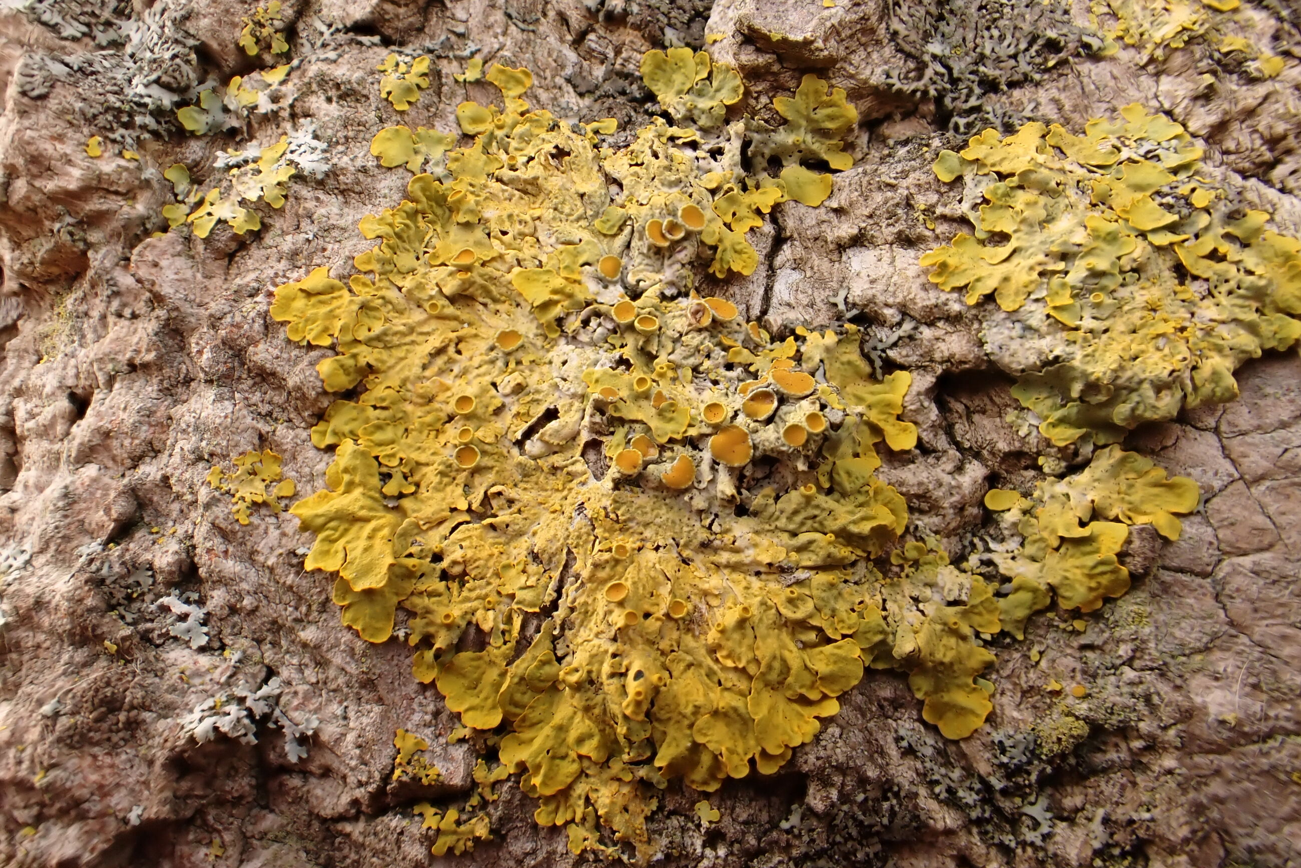 Korstmossen in de Hortus