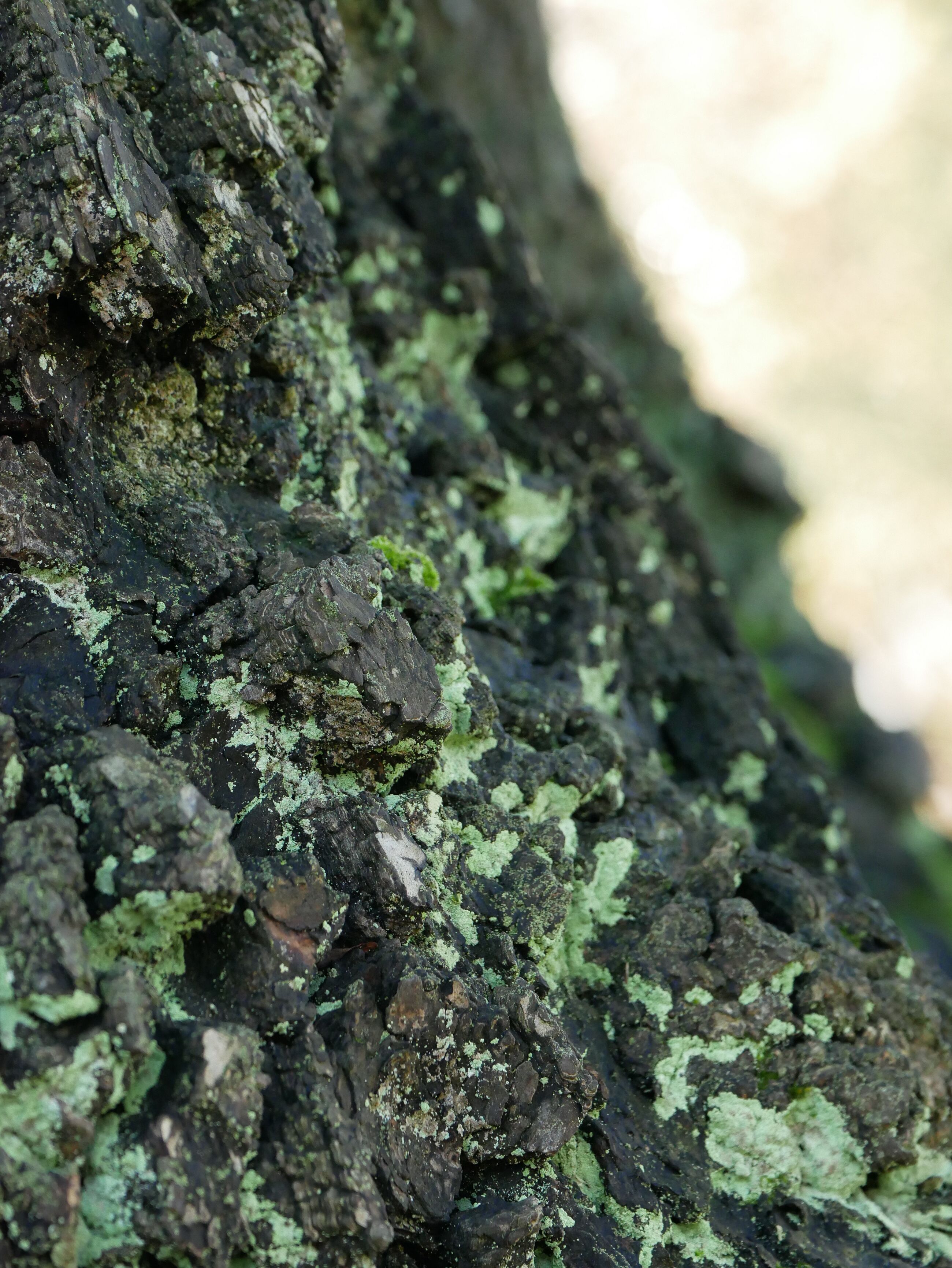 Korstmossen ontdekken