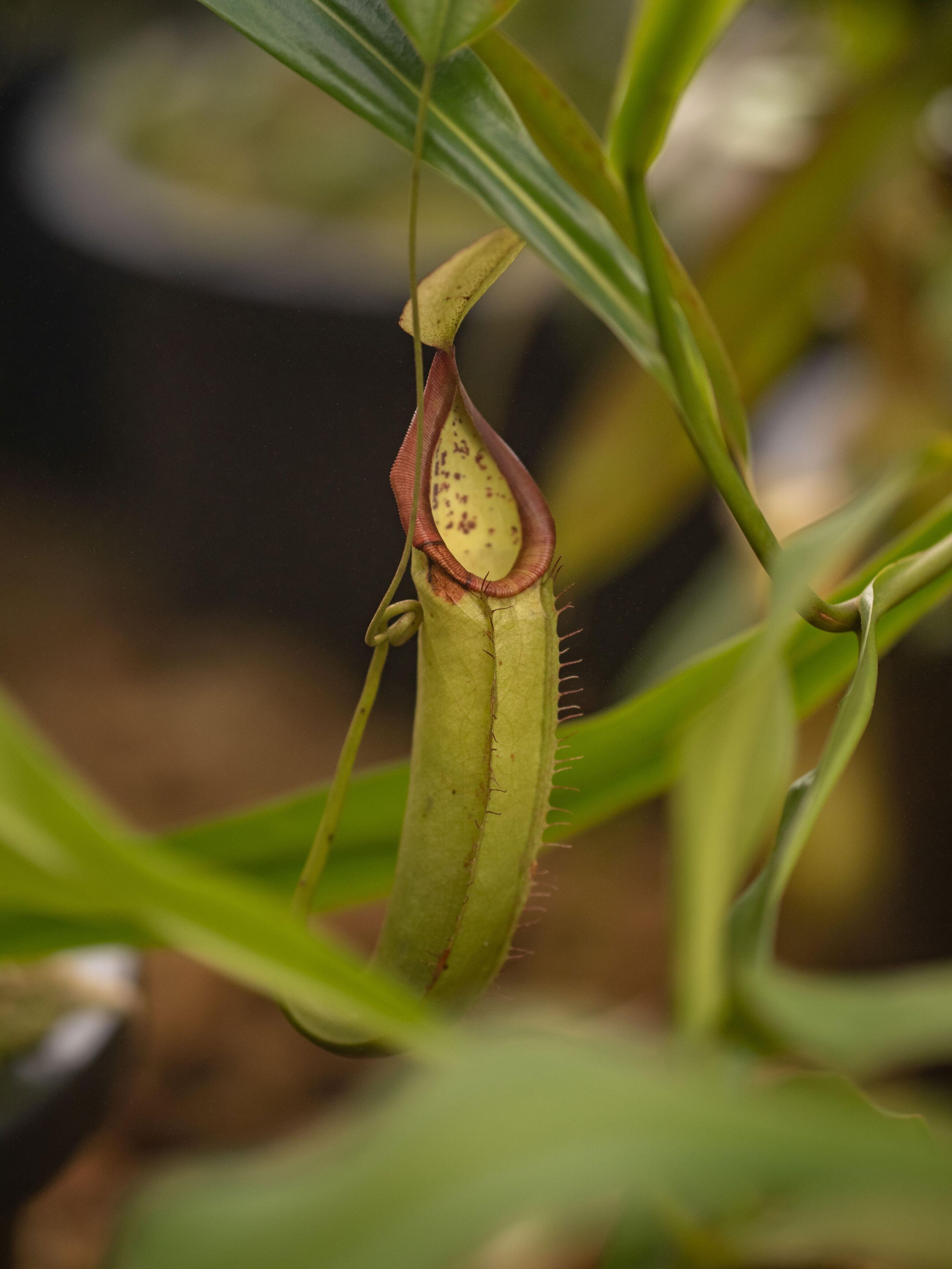 Kronjuwelen des Hortus: Fleischfressende Pflanzen