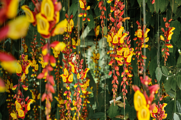 Kroonjuwelen van de Hortus