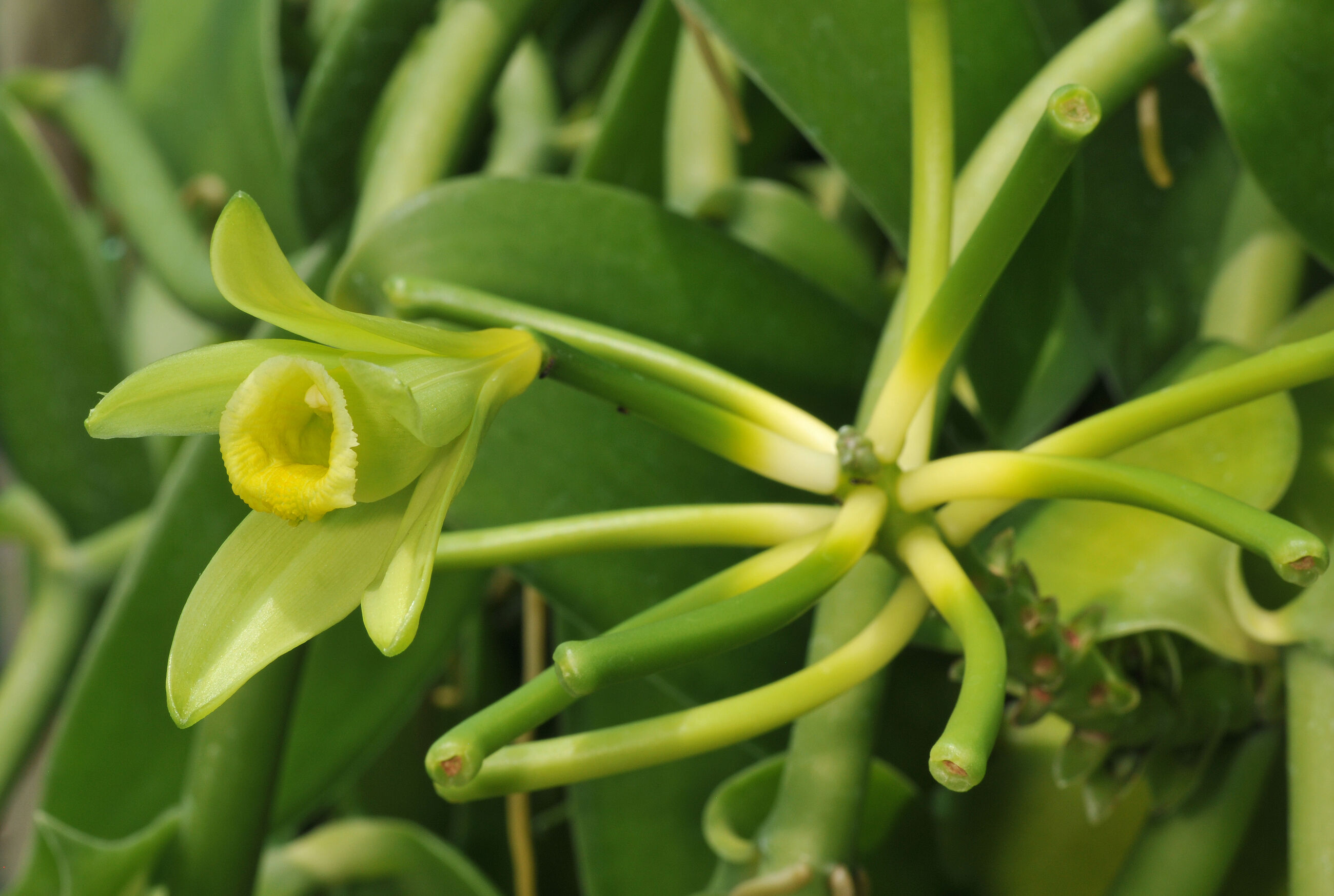 Kruiden en specerijen onderzocht