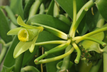 Kruiden en specerijen onderzocht