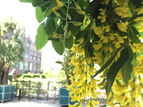 Laburnum anagyroides