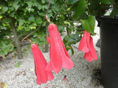 Lapageria rosea