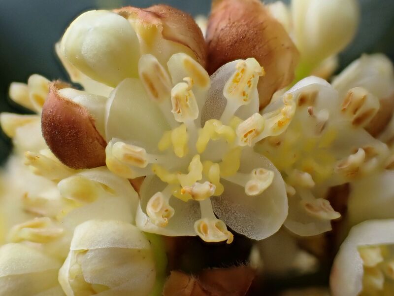 Laurus nobilis