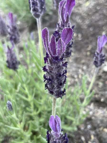 Lavandula stoechas