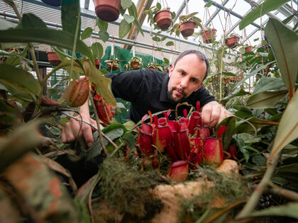 Lezing vleesetende planten