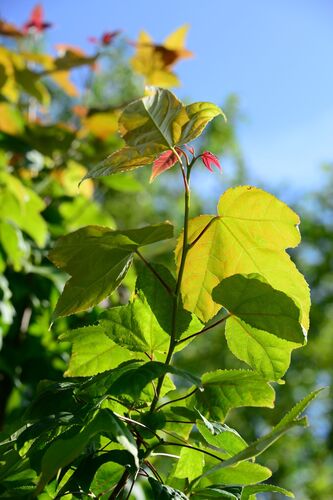 Liquidambar formosana