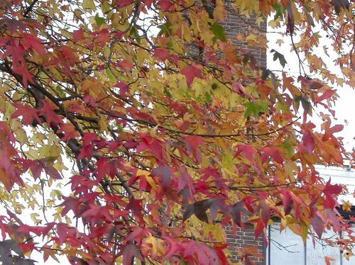 Liquidambar styraciflua