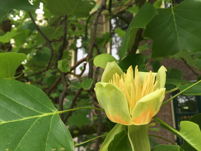 Liriodendron tulipifera