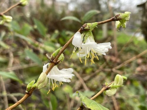 Lonicera fragrantissima