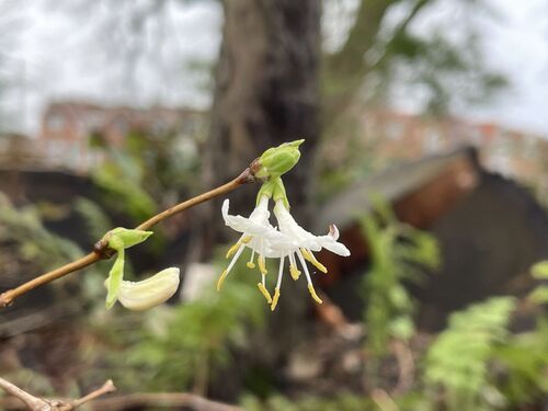 Lonicera fragrantissima